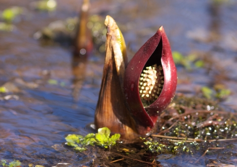 ザゼンソウってどんな植物？植物なのに発熱する？見頃や特徴を詳しくご紹介