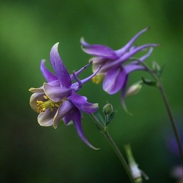 春の高山植物図鑑31選！春は登山・山歩きをしながら花を観察しよう