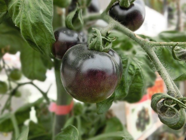 トマトなのに黒い?黒トマトの特徴や味・品種を詳しく解説!