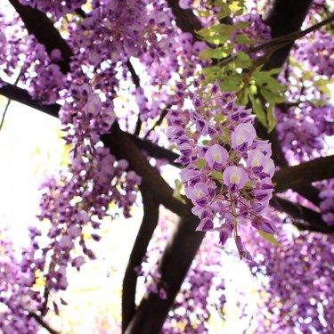 藤の花には毒があるの？でも食べられるって本当？食べ方も解説