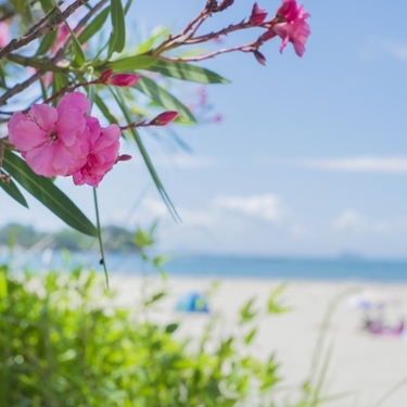 塩害に強い植物19選！海辺のガーデニングを充実させよう！