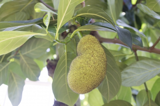 ジャックフルーツってどんな果物？特徴や味・食べ方や栄養をご紹介