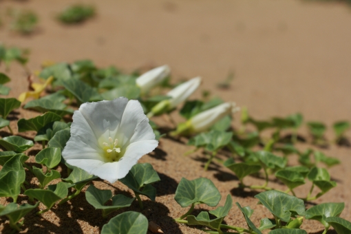 海浜植物とは？海水の影響はないの？特徴や代表的な品種を詳しく解説