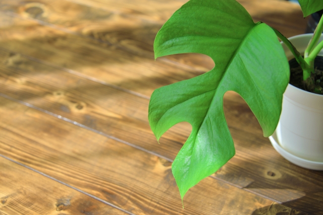 アジアンインテリアにあう観葉植物15選！リゾート気分を盛り上げよう