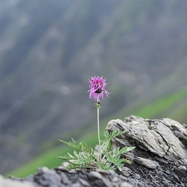 夏の高山植物図鑑25選！花を観察しながら登山・山歩きを楽しもう！