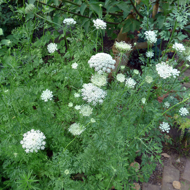 ノラニンジンとはどんな植物？レースフラワーとは違う？食べられるの？