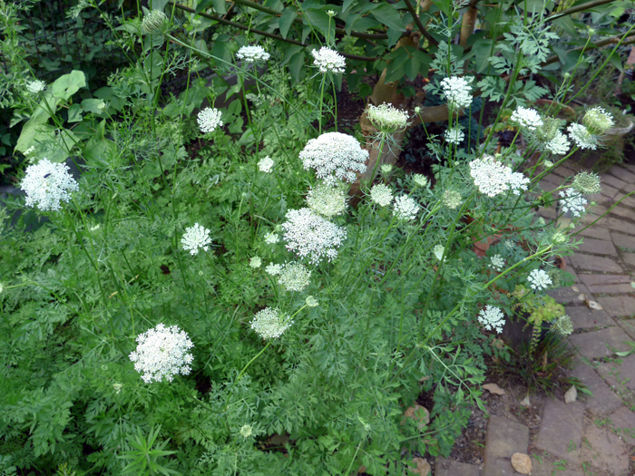 ノラニンジンとはどんな植物?レースフラワーとは違う?食べられるの?