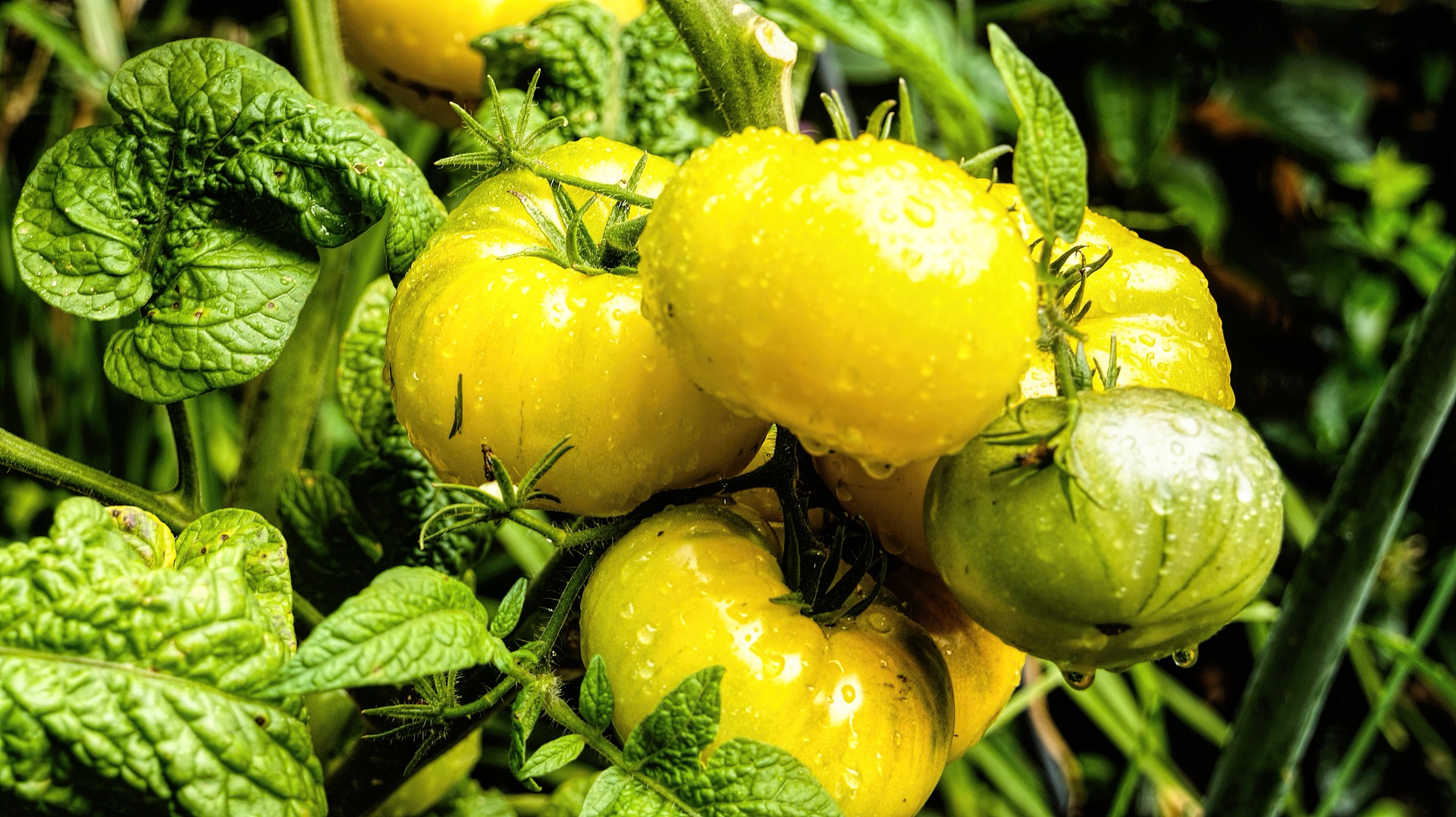 白いトマトを見たことある？特徴や味について詳しくご紹介