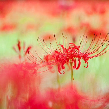 彼岸花の開花時期はいつ頃？見頃の季節や日本でも有数の名所をご紹介！