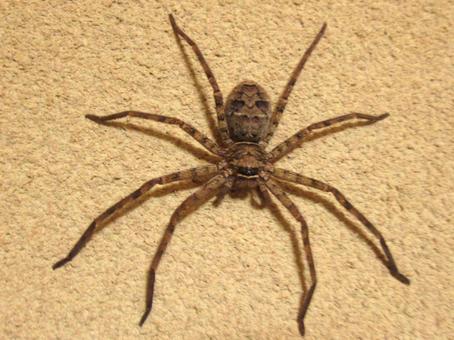 アシダカグモはなつくのか?家に現れる素早い巨大グモの生態に迫る!
