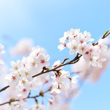 桜の剪定方法とは？実施すべき時期や正しいやり方・注意点を徹底解説！