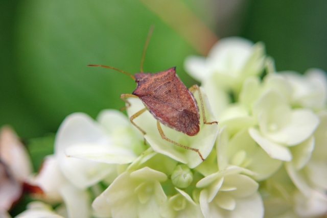 不快害虫の定義・種類とは？被害事例や予防・対策方法をご紹介！