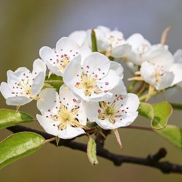 梨の花とは？見た目はどんな特徴？開花の時期・季節や花言葉も紹介！