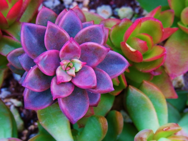 多肉植物を紅葉させるポイント6つ!気温・日当たり管理のコツ