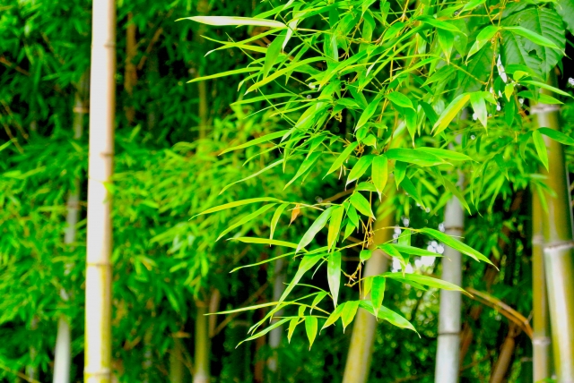 笹（ササ）と竹（タケ）の違いは？定義や見た目での見分け方は？