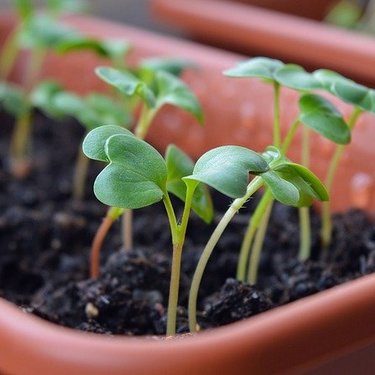 かいわれ大根と大根の違いは？大根の新芽？育てると大根になる？