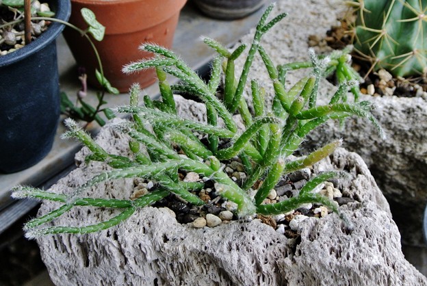 リプサリスとは？日陰を好むサボテン？種まき・株分けでの増やし方は？