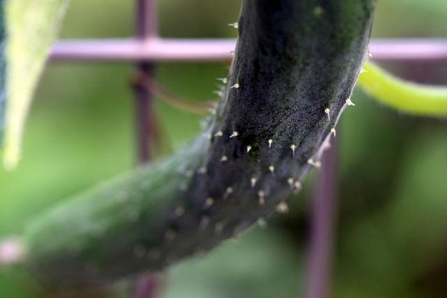 きゅうりのトゲは食べても平気？新鮮な証拠？トゲがない品種は？のイメージ