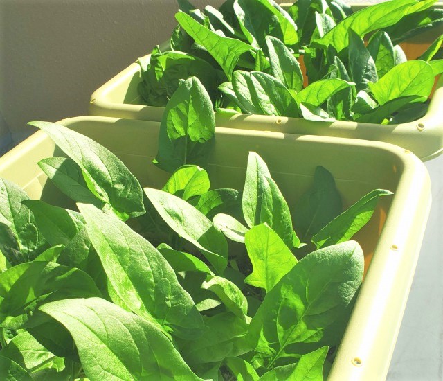 ほうれん草がうまく育たないのはなぜ？栽培失敗の原因と対策を紹介！