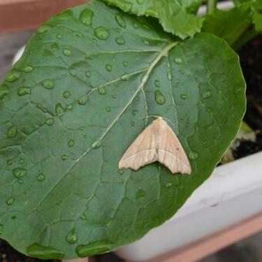 アワノメイガとはどんな害虫？防除・駆除の方法を徹底解説！