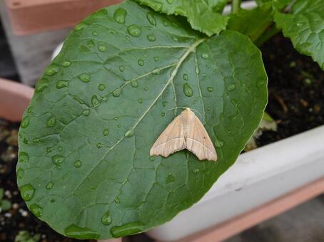 アワノメイガとはどんな害虫?防除・駆除の方法を徹底解説!