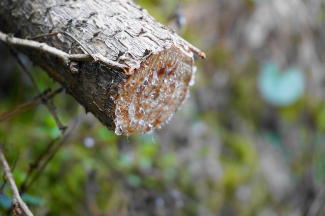 アウトドアに欠かせないファットウッドとは?採取方法や使い方を解説