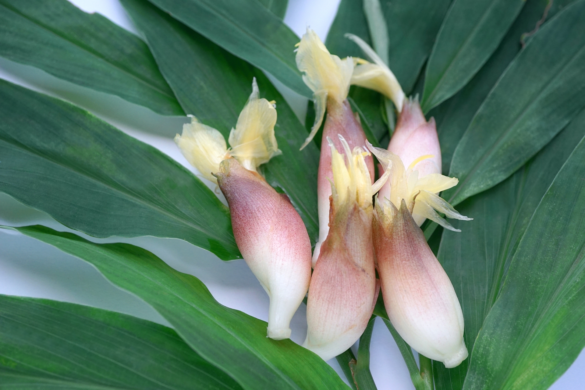 みょうがの効果・効能とは？その栄養や適切な摂取方法をご紹介！