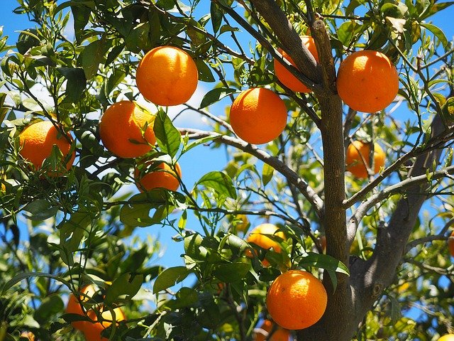 植物の天敵コナカイガラムシとは?発生原因や駆除・予防対策を解説!