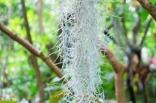 スパニッシュモスとは?育て方・増やし方やおしゃれな飾り方は?