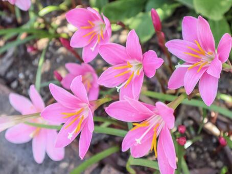 レインリリーとは?育て方や特徴・花が咲かないときの対処法も!