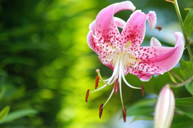 カノコユリとは?特徴や開花期・上手な育て方について詳しく解説!