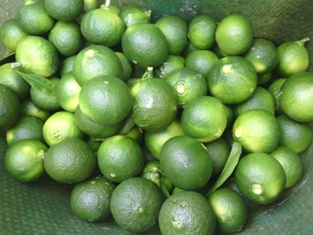 摘果の意味は？時期・やり方や間引き・摘花との違いも含め紹介！