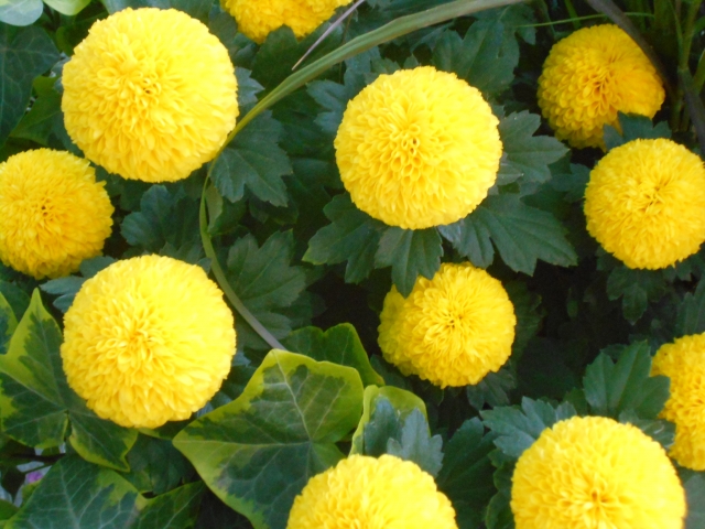 ピンポンマムの育て方!花言葉や切り花で楽しめるアレンジも紹介