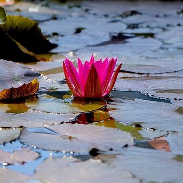 蓮の花言葉は？込められた意味を種類や色別に紹介！怖い意味も？