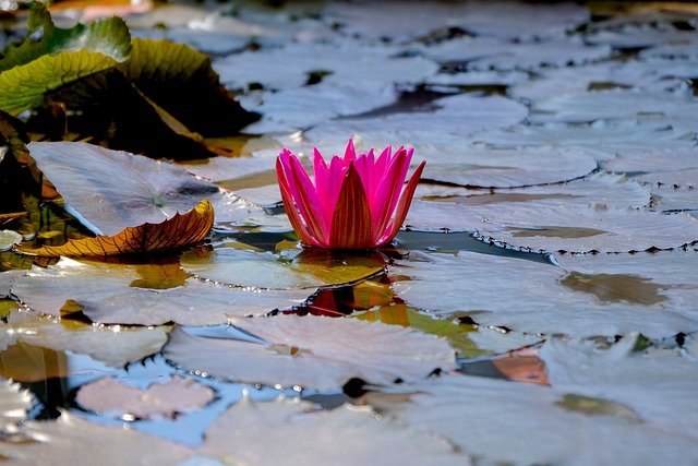 蓮の花言葉は?込められた意味を種類や色別に紹介!怖い意味も?