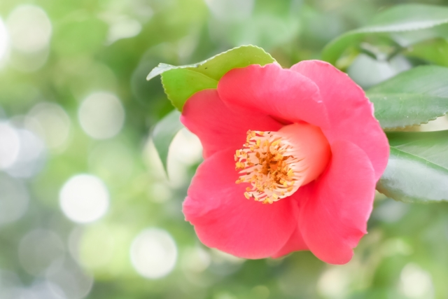 椿の種類18選！種類や特徴を詳しく紹介、似ている花との見分け方も！