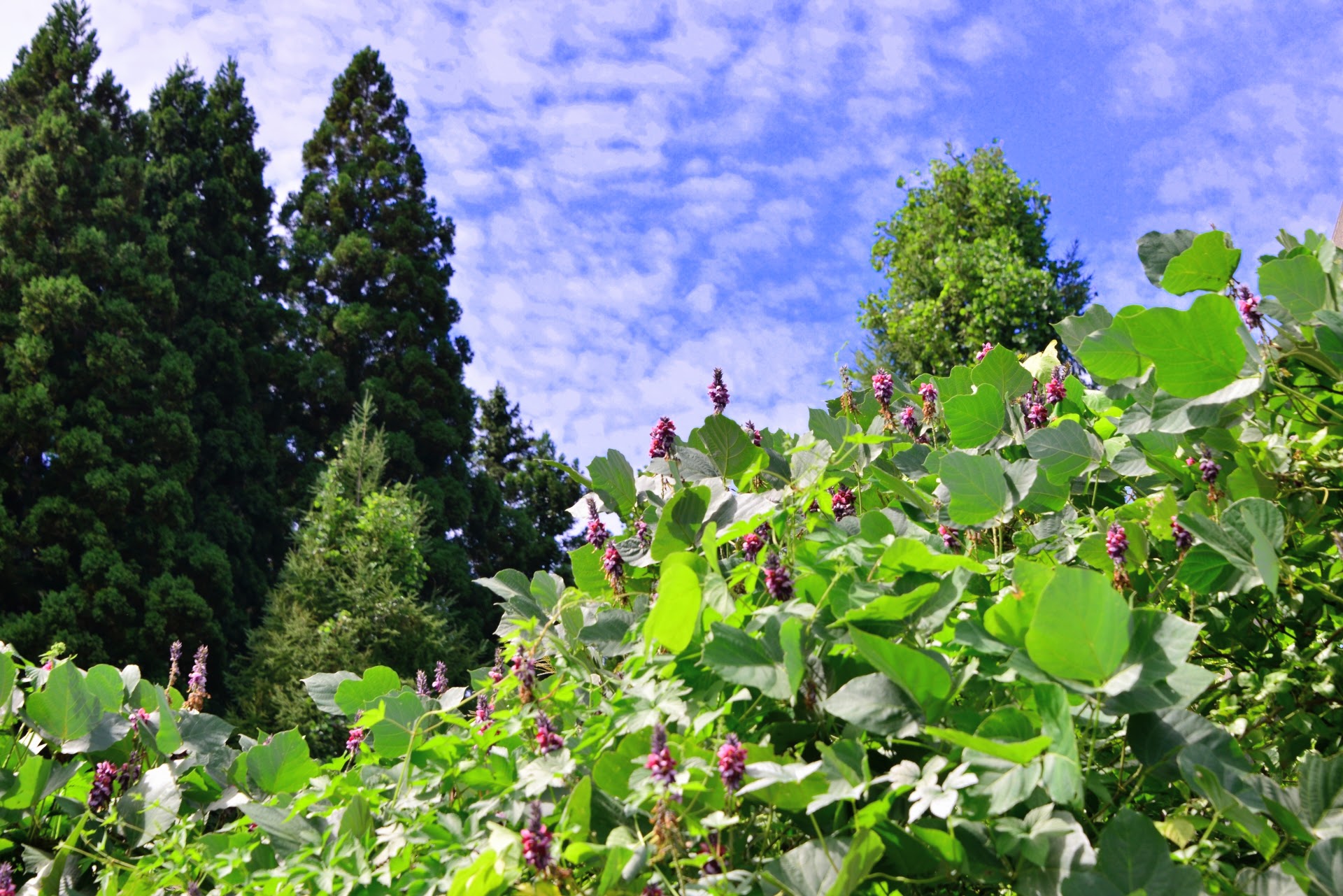 葛がアメリカで爆発的に繁殖?外来種としての葛の特徴と現地の対応は?のイメージ