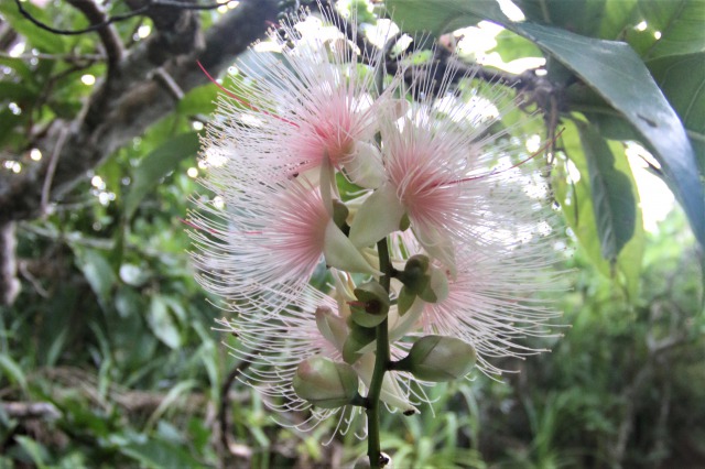 一夜だけ咲くサガリバナとは？見られる場所・開花時期・見頃の季節は？