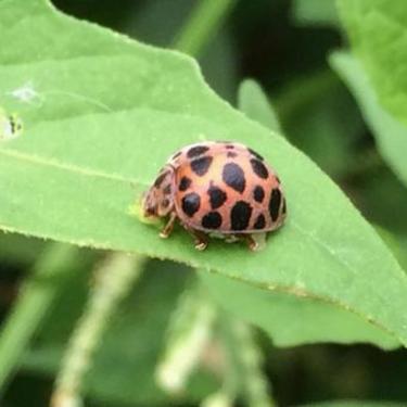 ニジュウヤホシテントウとは？駆除法や植物を守る予防法を徹底解説！