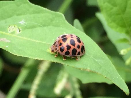 ニジュウヤホシテントウとは?駆除法や植物を守る予防法を徹底解説!のイメージ