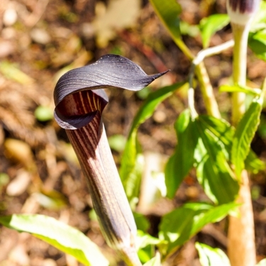 ウラシマソウってどんな植物？絶滅危惧種？特徴や育て方をご紹介！