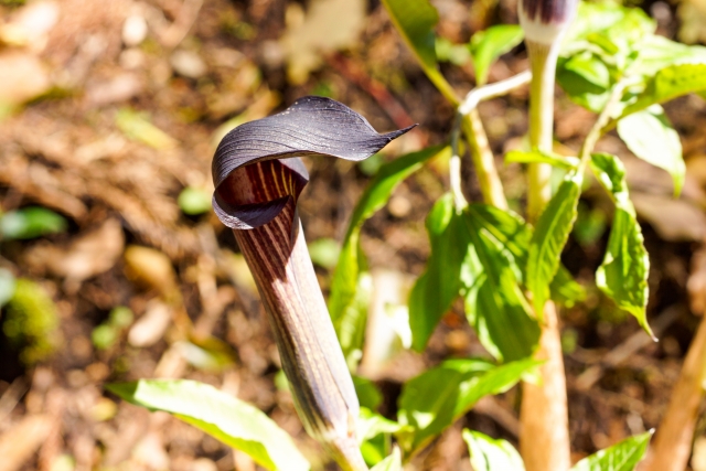 ウラシマソウってどんな植物?絶滅危惧種?特徴や育て方をご紹介!