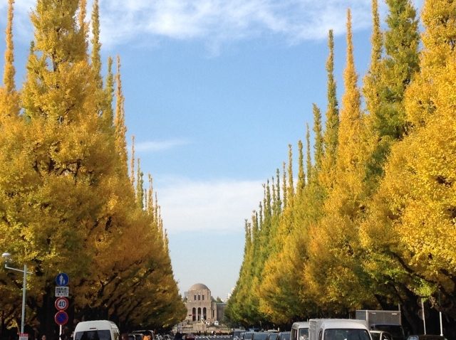 街路樹の本数ランキング14選!日本でよく植えられている樹木の種類は?