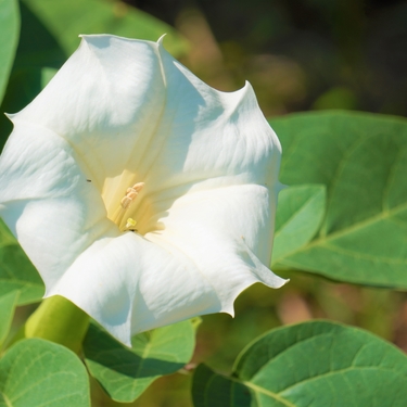 ダチュラとはどんな花？原産国・香りなどの特徴や開花時期をご紹介！