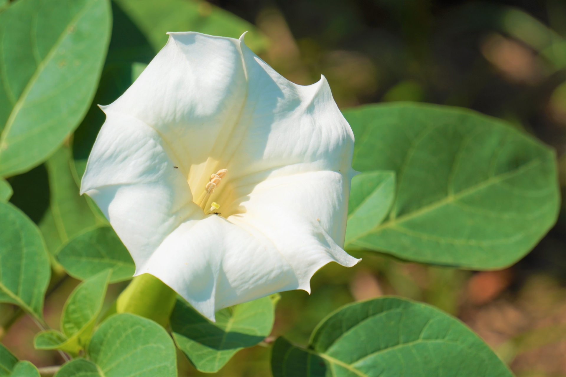 ダチュラとはどんな花?原産国・香りなどの特徴や開花時期をご紹介!