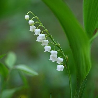 ドイツスズランの育て方！夏越しのポイントや種類・花期についても解説