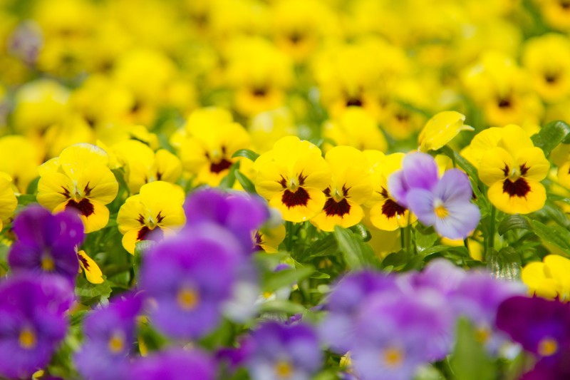 パンジーが見頃の季節は?育て方のコツをおさえて寒い季節も花を楽しもう