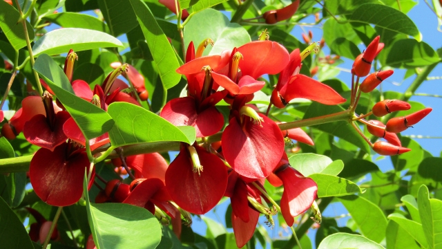 アメリカデイゴってどんな植物？その特徴やデイゴとの違いを解説！