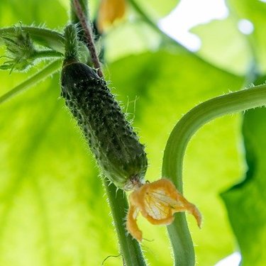 ウリハムシってどんな虫？駆除方法や被害にあわない対策について解説！