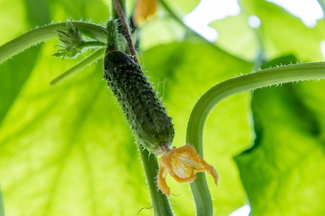 ウリハムシってどんな虫?駆除方法や被害にあわない対策について解説!のイメージ
